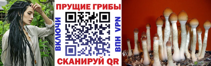 Купить  Бикин  Псилоцибиновые грибы прущие грибы 